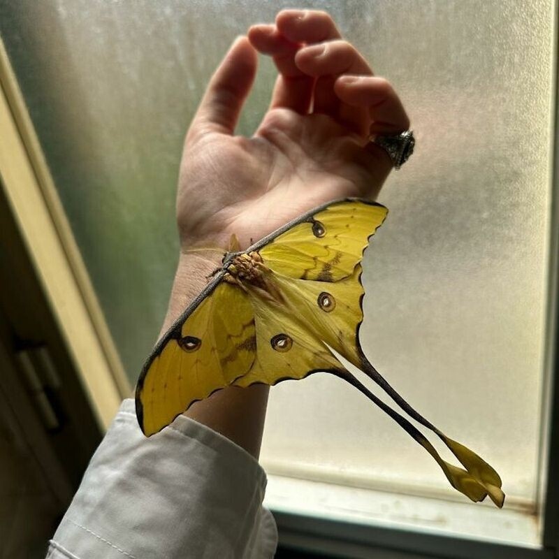    12 фото редких бабочек, которые разводит американка