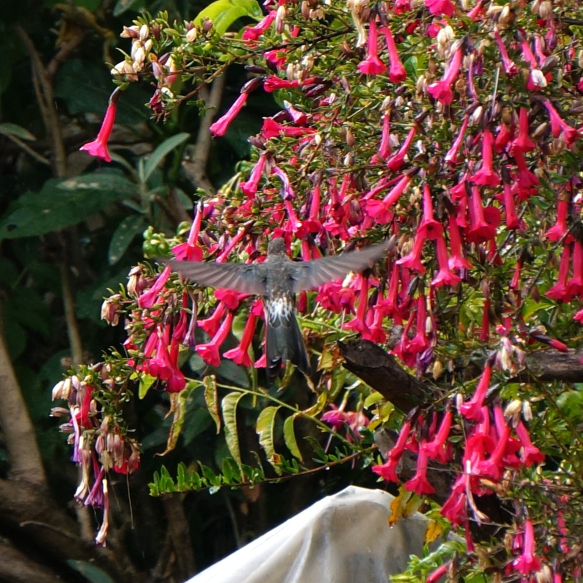 Фото А. Кожевниковой. Исполинский колибри в саду. Анды, Перу