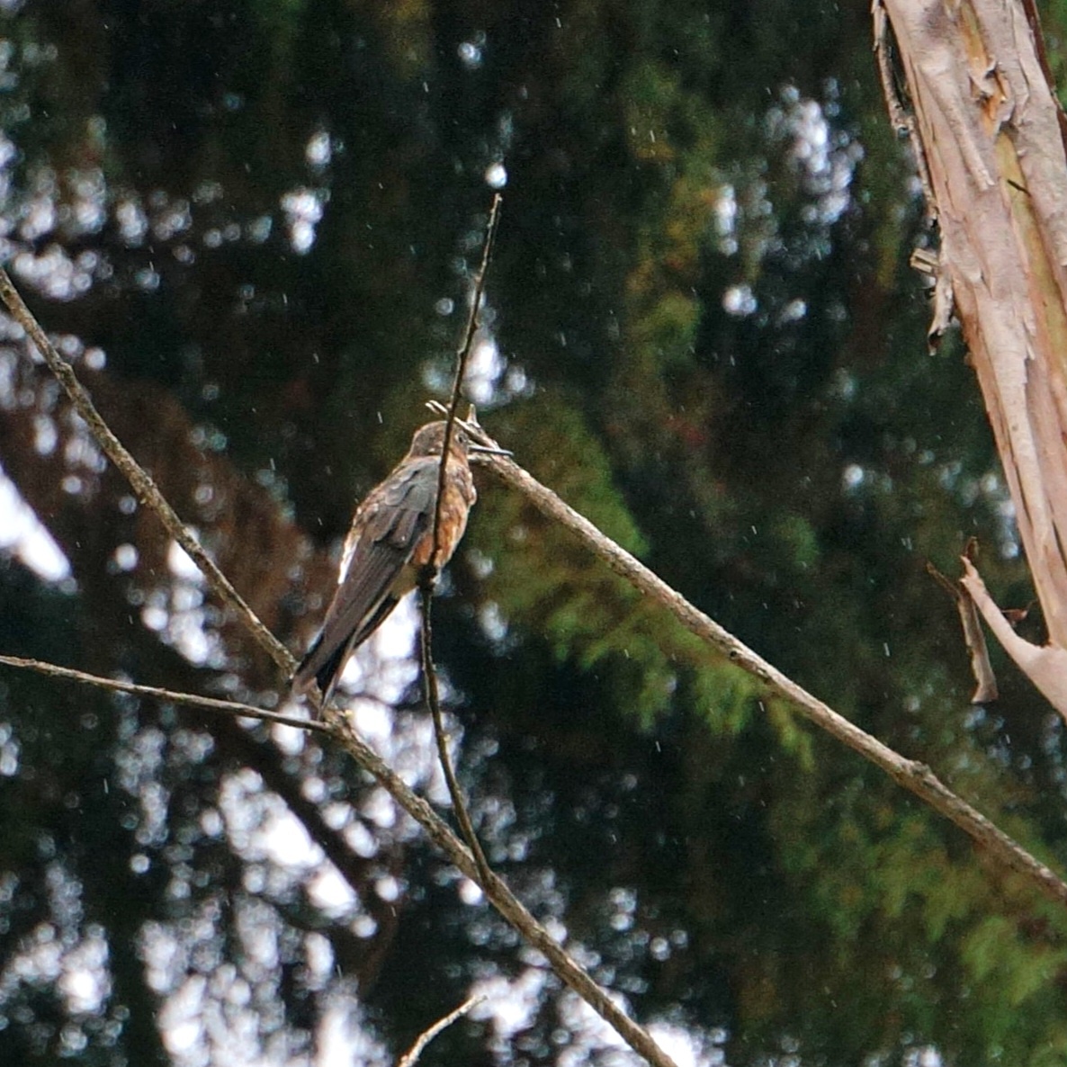 Фото А. Кожевниковой. Исполинский колибри в саду. Анды, Перу