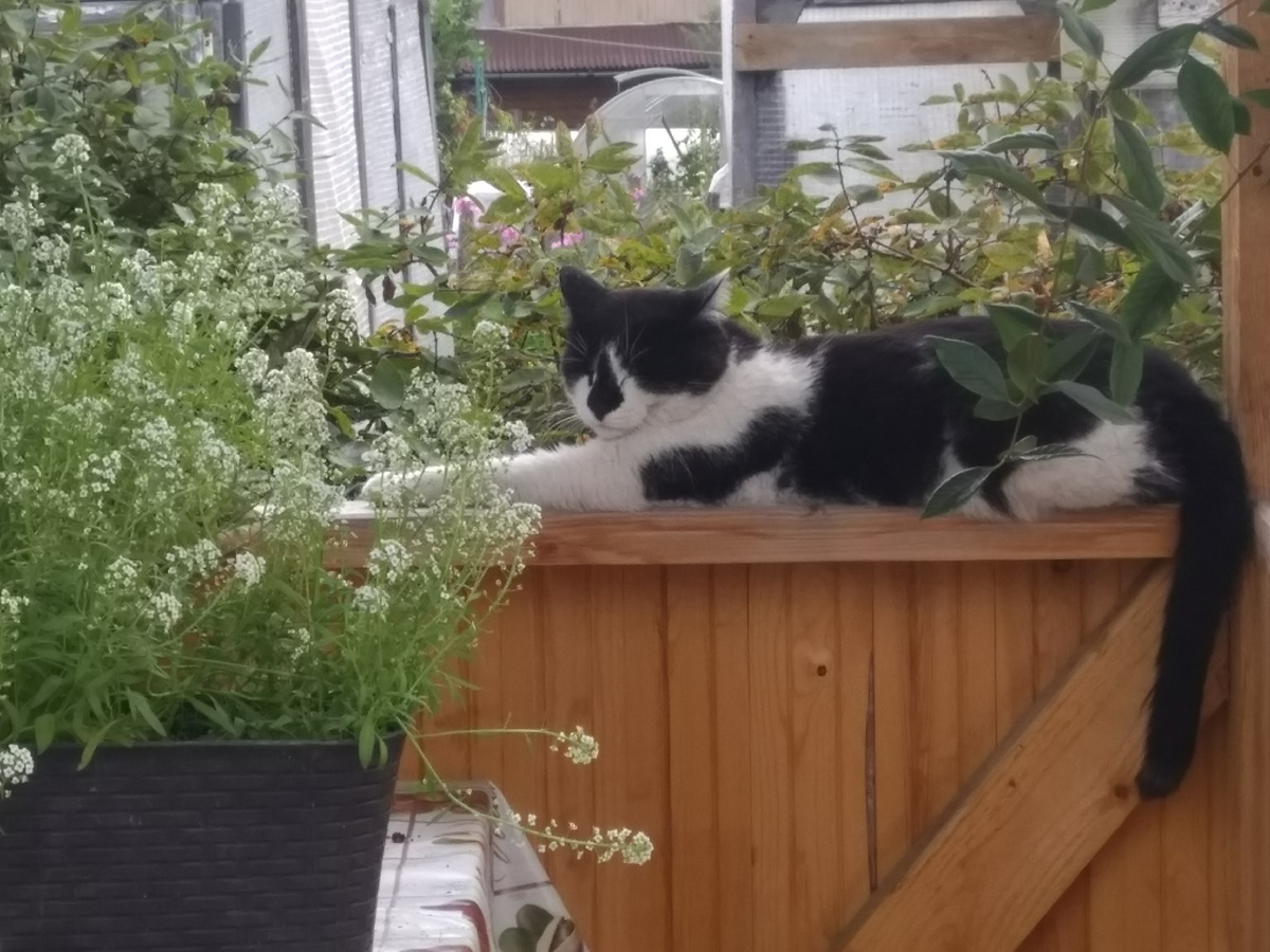 Фото автора. Вот таким он впервые появился в позапрошлом году