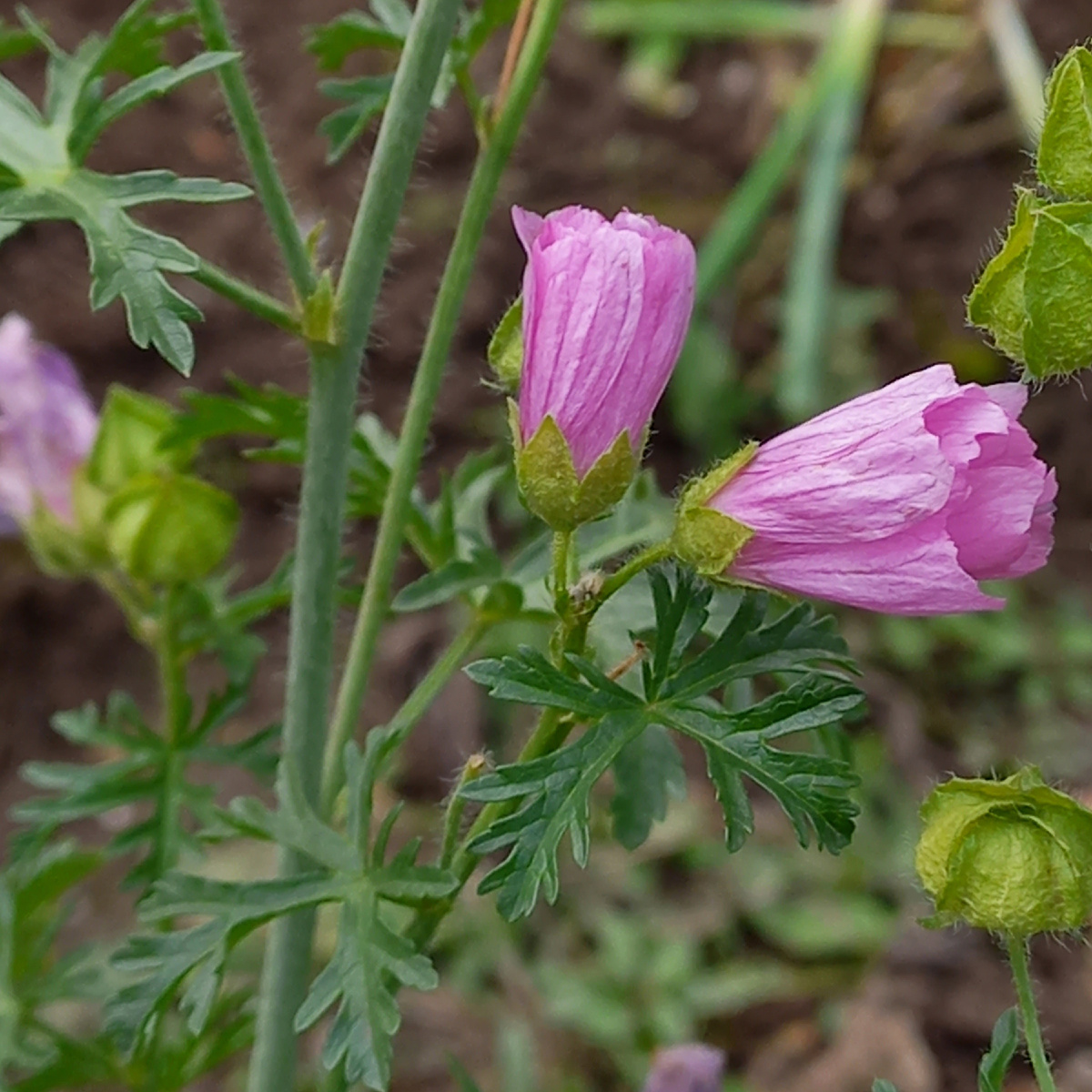 Жених 24 октября 2024г.