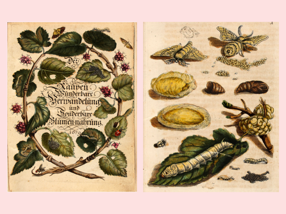 Работы Марии Сибиллы Мериан, 1679 г.