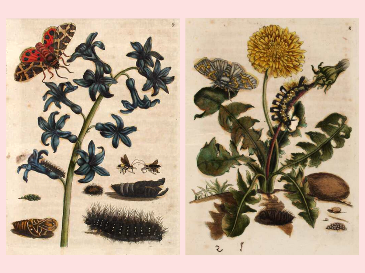 Работы Марии Сибиллы Мериан, 1679 г.