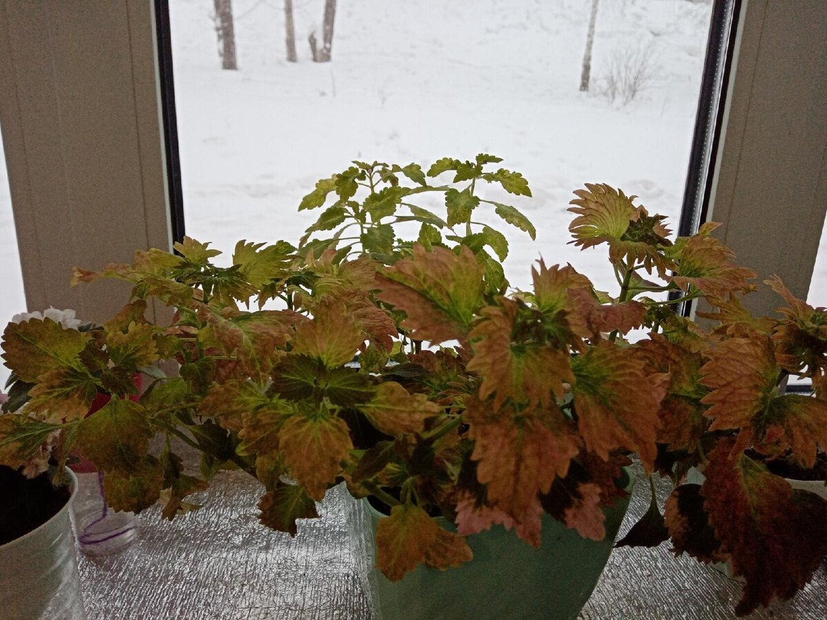 Tilt a Whirl еще с яркой листвой.. 