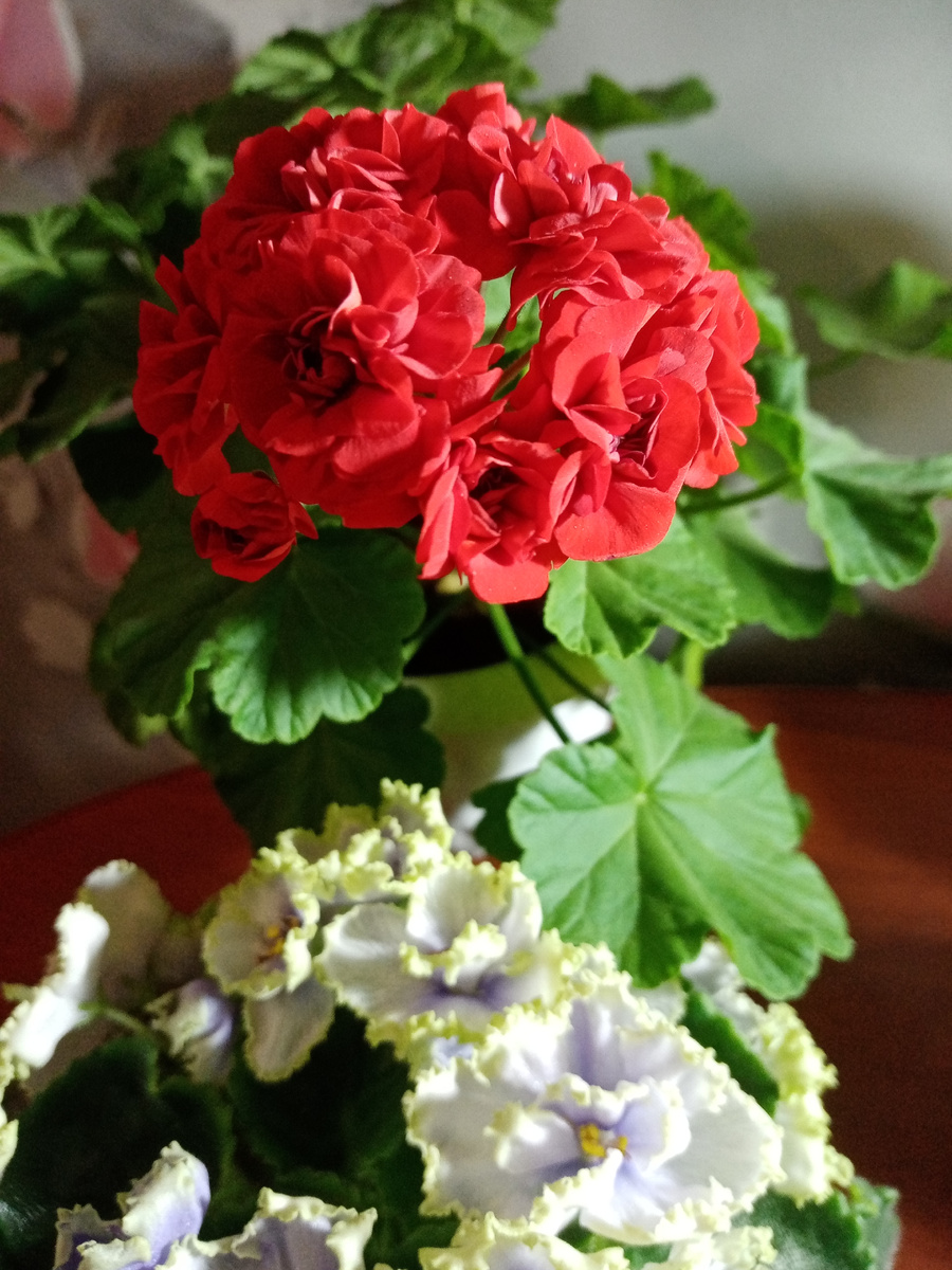 пеларгония розебудная в цветении.. фото автора статьи