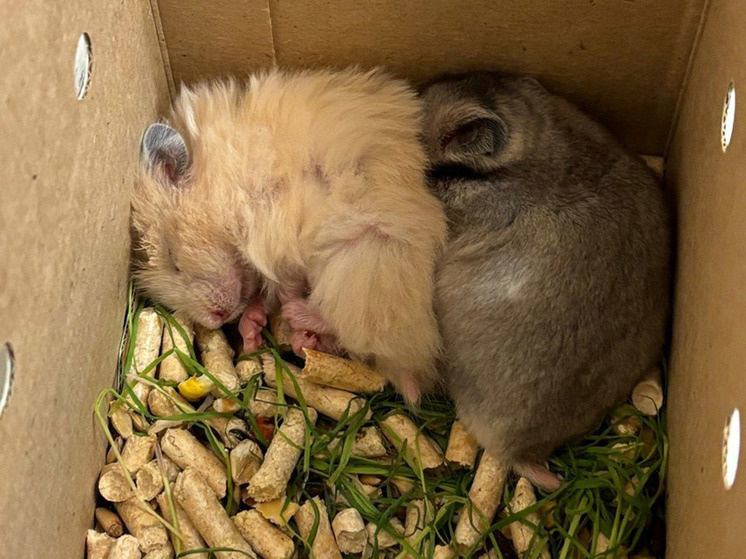 Фото: Соцсети 