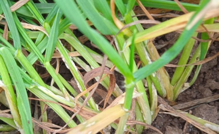    Как определить мучнистую росу на озимых зерновых