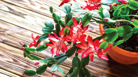    Как заставить декабрист пышно цвести: хитрости и лайфхаки от экспертов Ирина Петрова