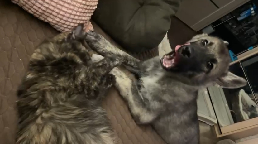 Адель/Агата