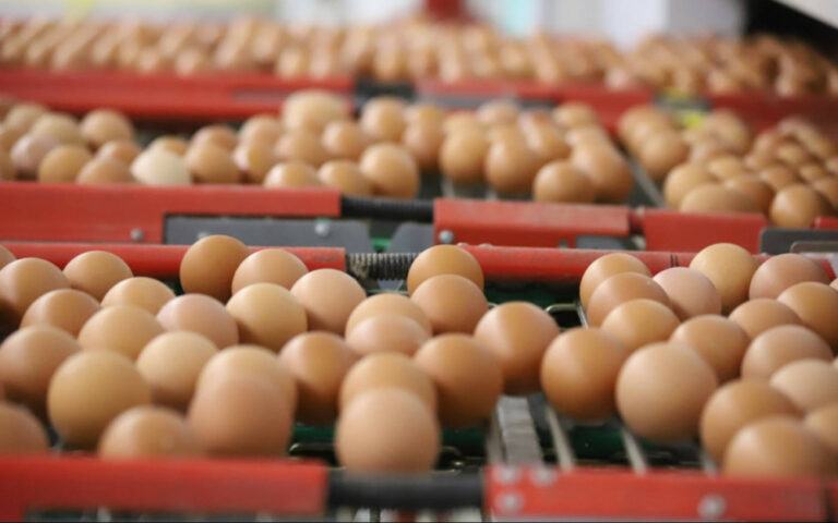    В Оренбуржье растут объемы производства куриных яиц Белов Михаил Александрович