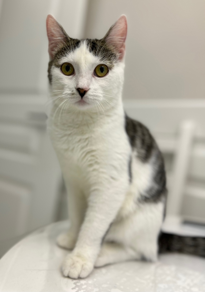 Котенок Лани