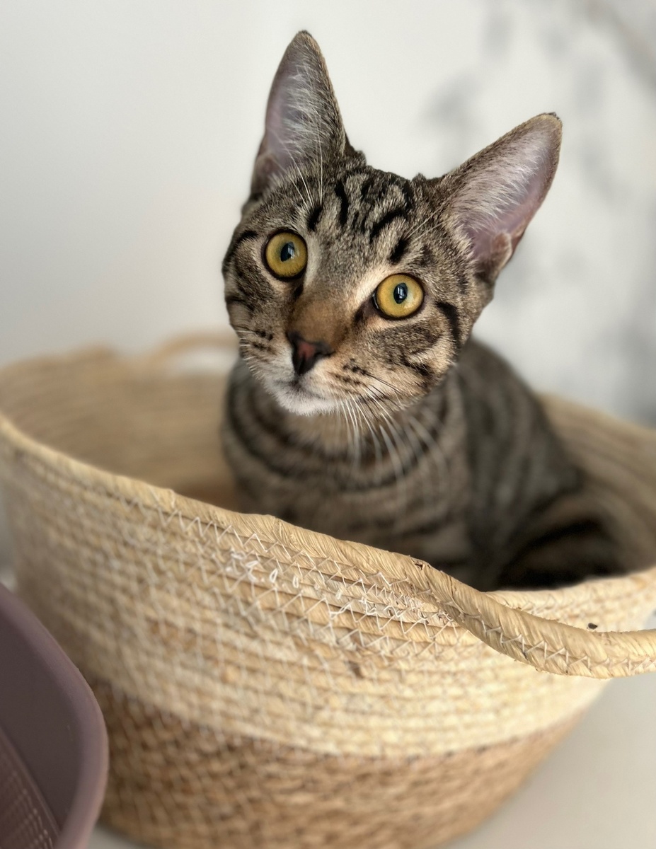 Котенок Яша