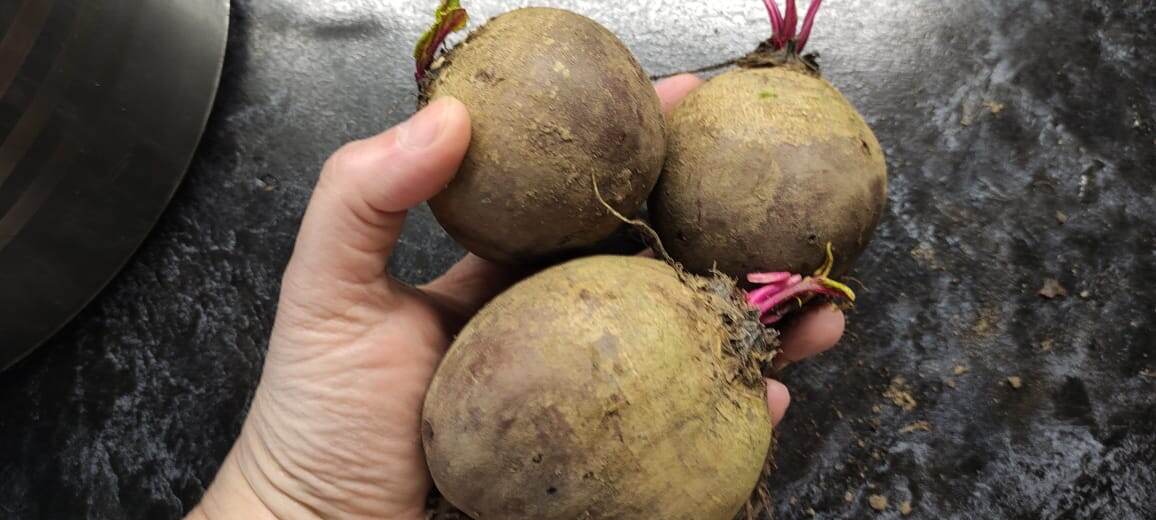 Свекла Пабло f1