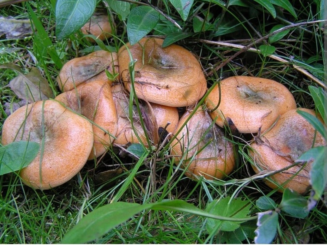 Фото из сети интернет