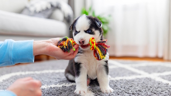    Как сделать игру с щенком полезной для его развития: советы кинологов Андрей Бурков