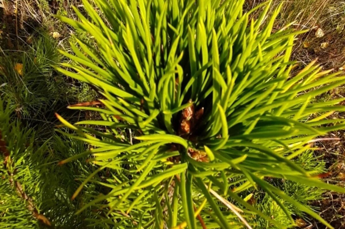    Питомник растений из 32 теплиц создают в Дзержинске