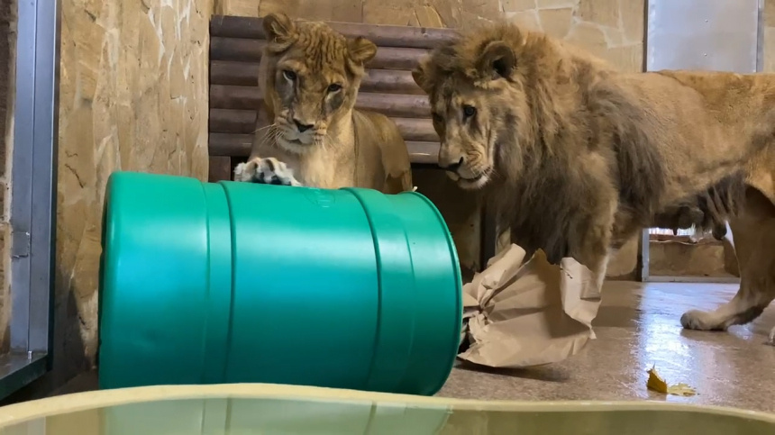    Фото: Telegram/Ленинградский зоопарк/lenzoopark; 5-tv.ru