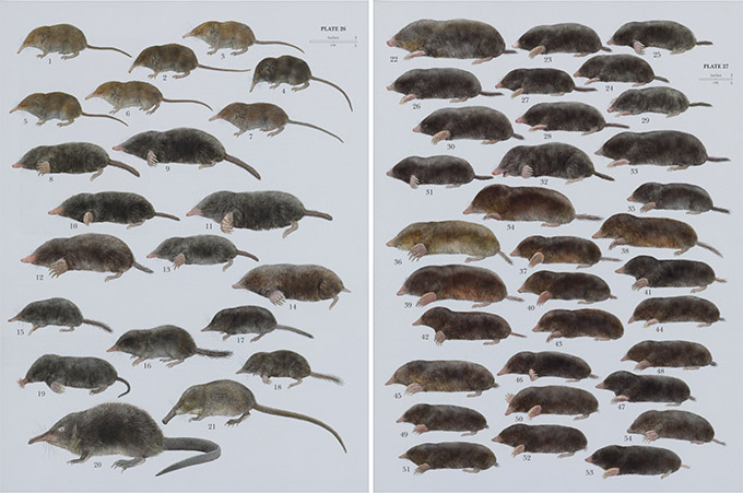 Представители разных видов семейства кротовых (крупные планы и экспликация – в конце статьи). «Хочу футболку из ткани с таким принтом, – прокомментировала наша штатная художница. – Типа как в горошек, только в кротошек».