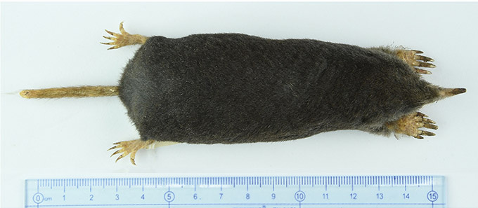 Тушка кротихи Alpiscaptulus medogensis с горы Намджагбарва в округе Медог в Тибете (Китай). Родовое имя означает «альпийская (то есть горная) копашечка (копатель в уменьшительной форме)».