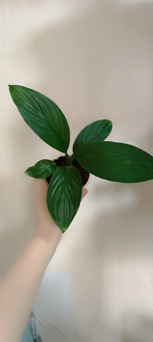 Так выглядит  мой цветочек сейчас.