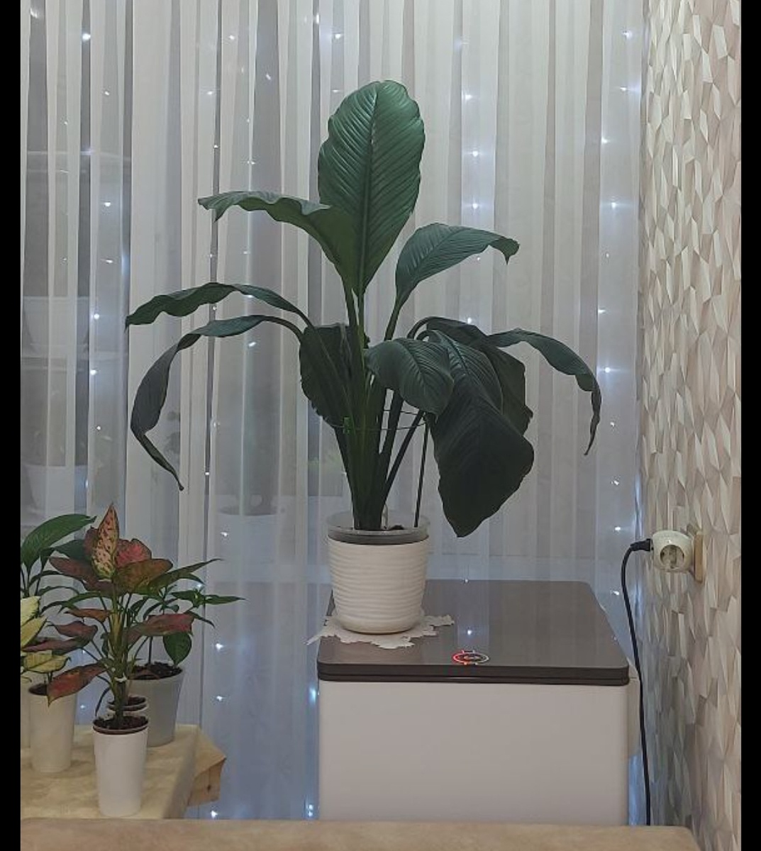 Это его материнский куст, но тоже ещё не максимального размера.