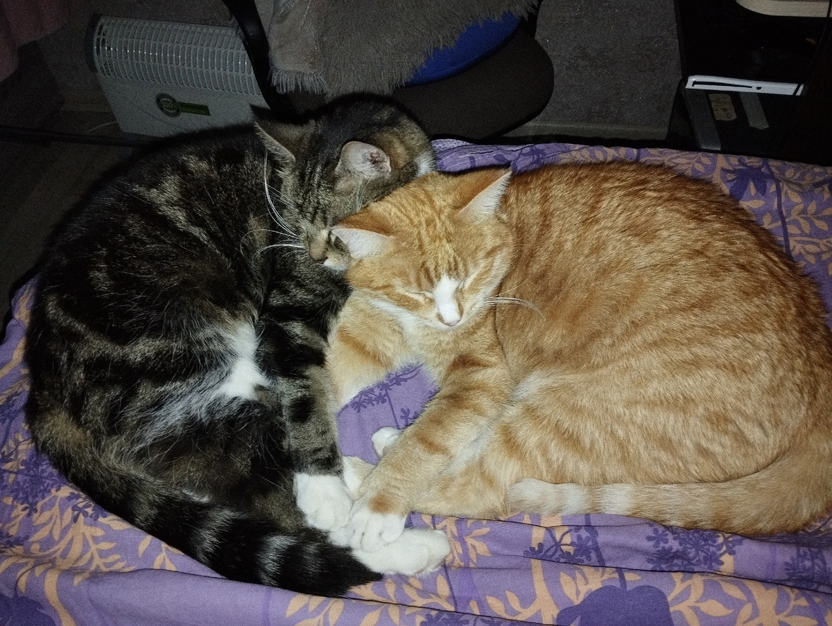 Котики и то ищут поддержку друг у друга, и человеку нужен человек. Помните песню: "Вместе весело шагать по просторам...?" 