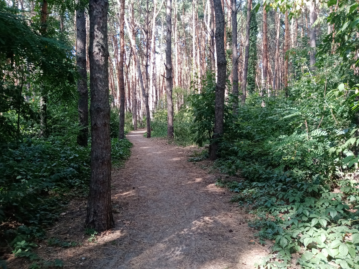 Лес, в котором я гуляю). Фотка летняя. 