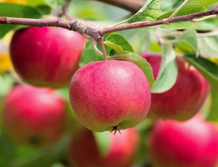 Красивые яблочки