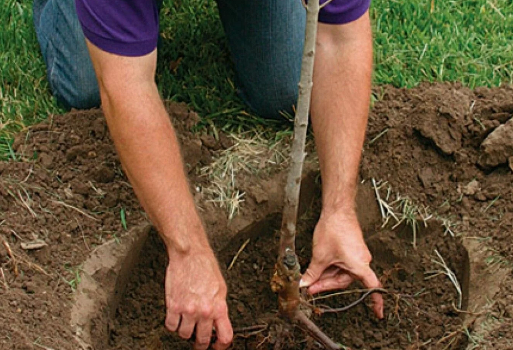 Высадка саженца