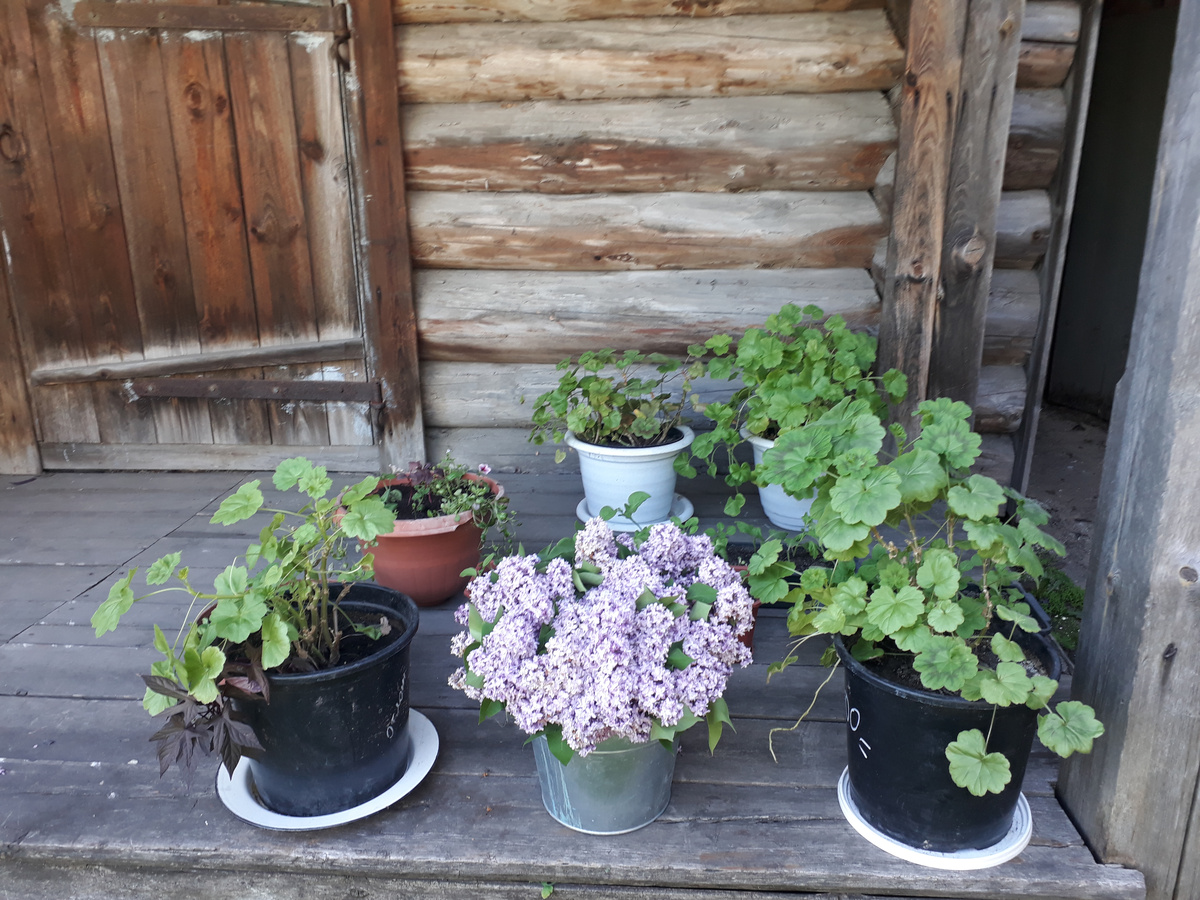 3. «Сиреневое облако»