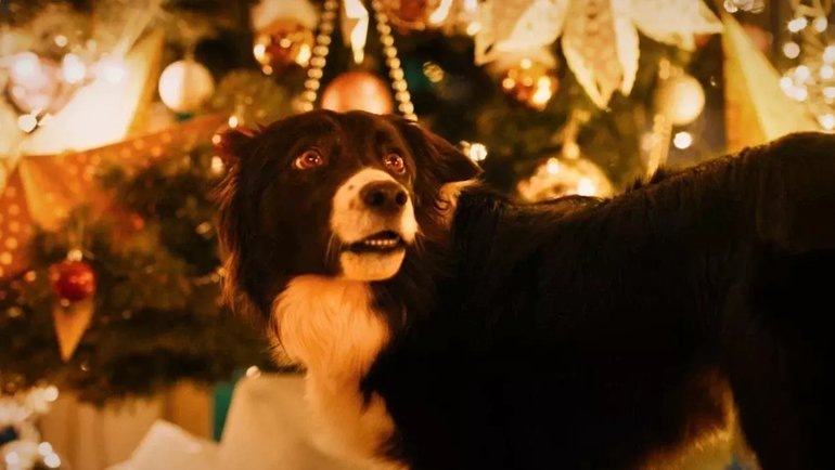    Кадр из фильма «Мое собачье дело», реж. Александр Бабаев / КиноФирма