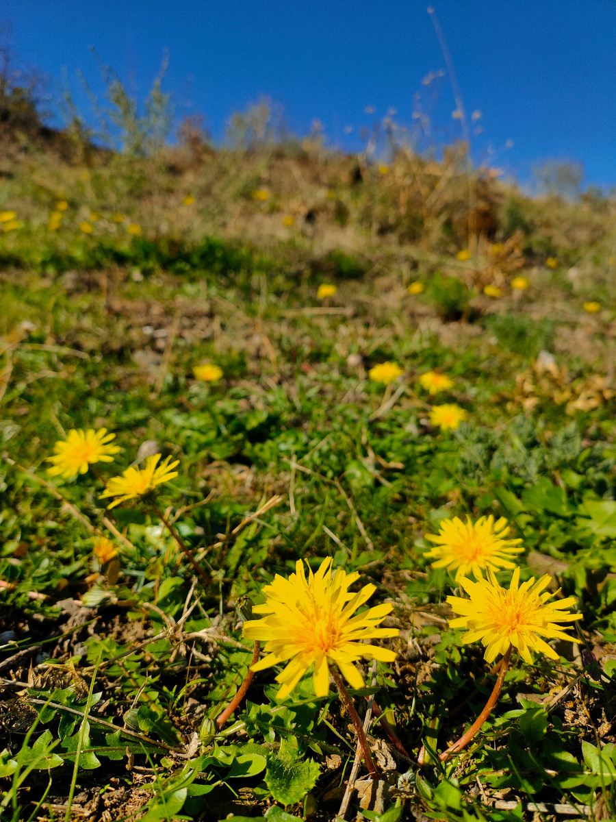 Первые весенние цветы в конце октября...