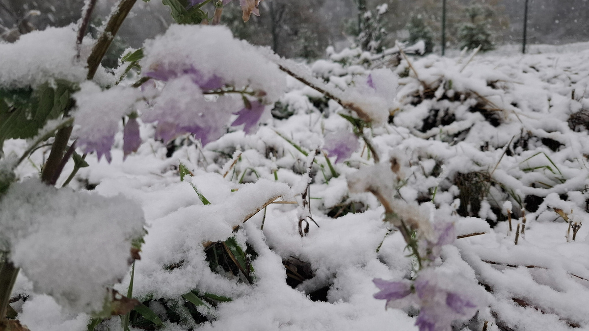 Снег на праздник Покрова пресвятой Богородицы 2024 году