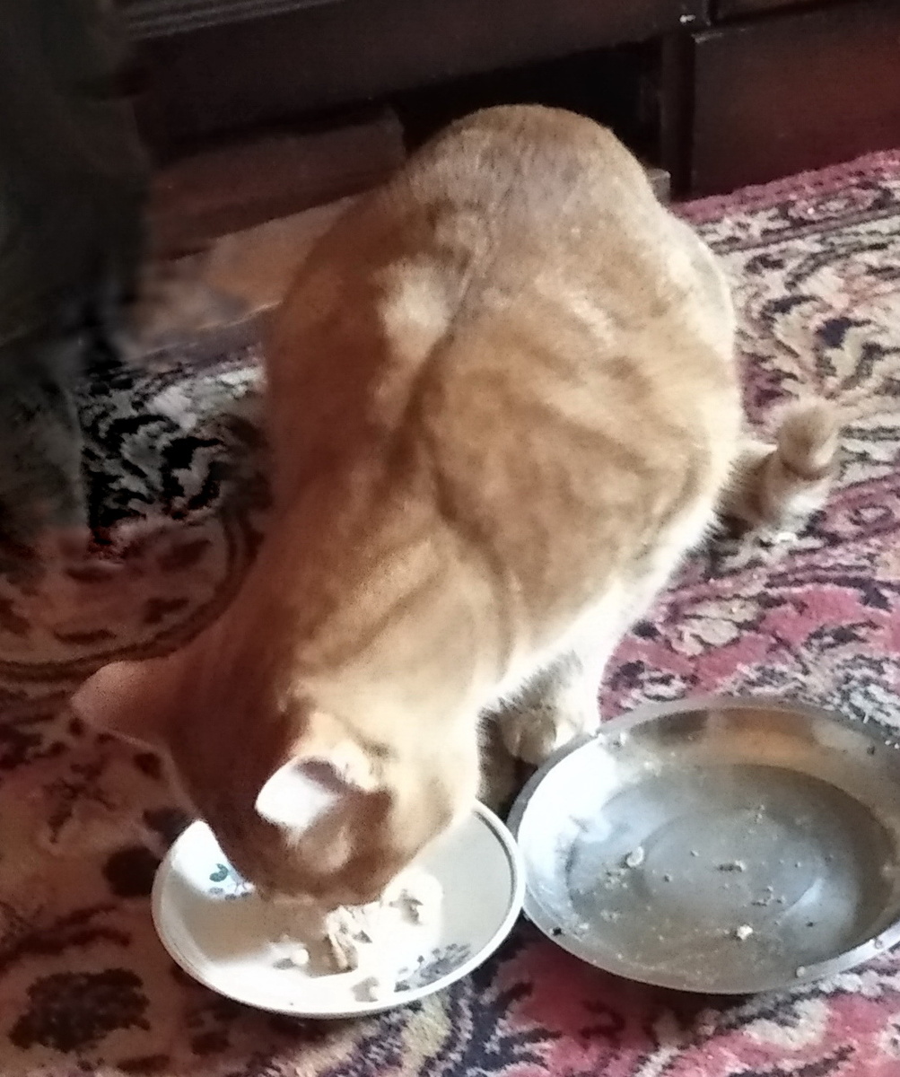 Личное  фото.