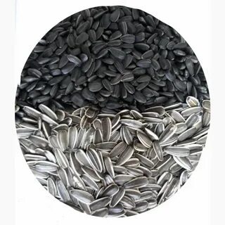 Масличный и кондитерский подсолнечник семена