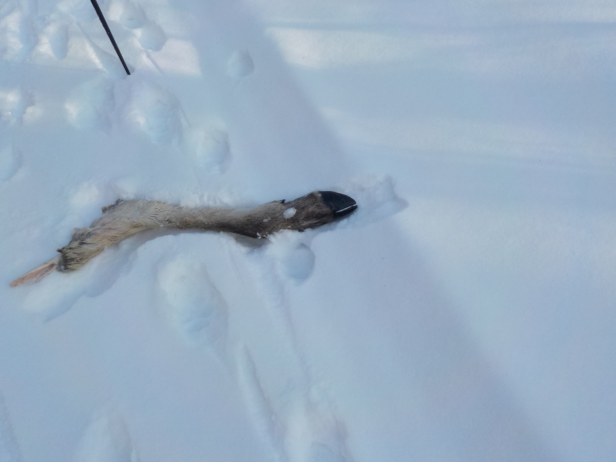 «Кто копыто потерял? Нам еще идти и идти»