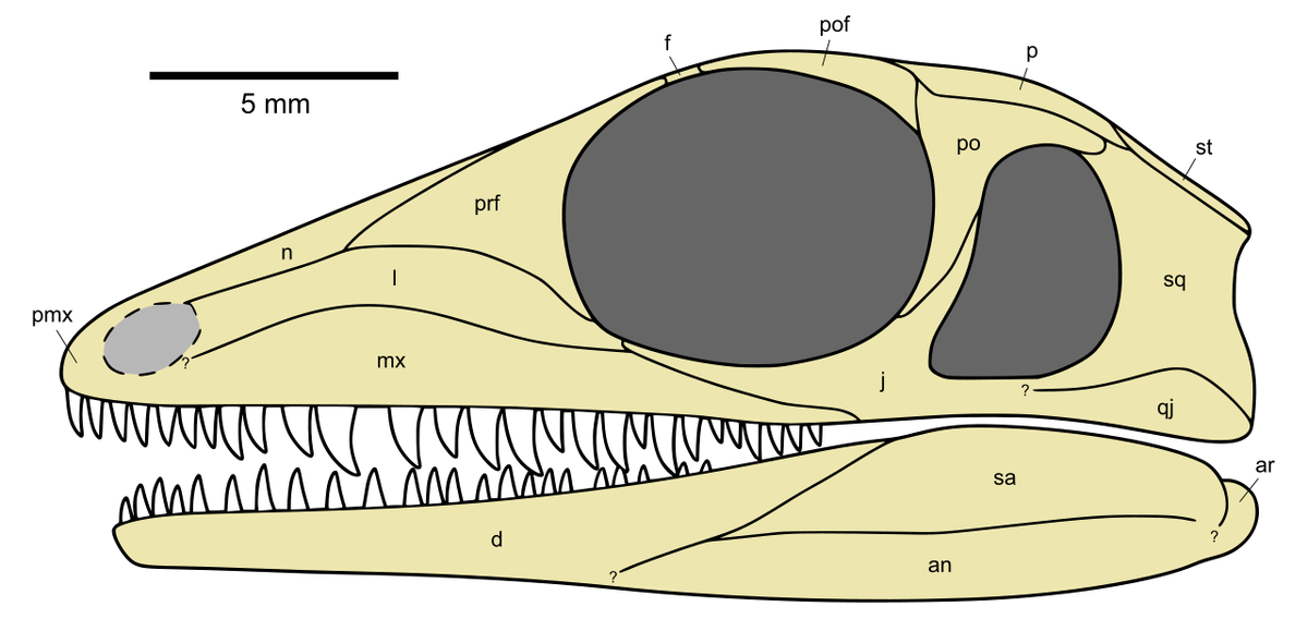Череп асцендонануса.