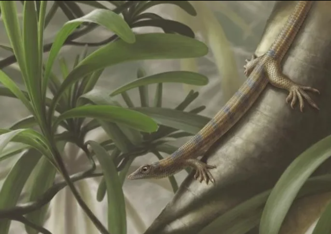 Асцендонанус. 