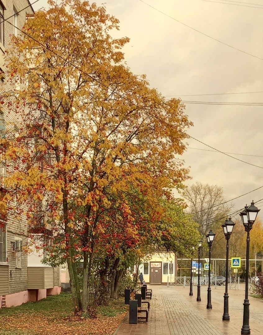Даже возле дома можно найти много всего интересного. Например, рябину с гроздьями ягод. Фото автора.