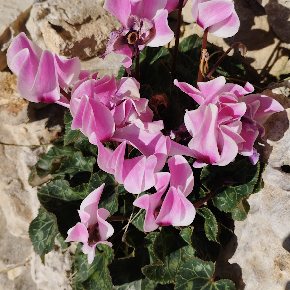 Цикламен - зимнее растение в Израиле