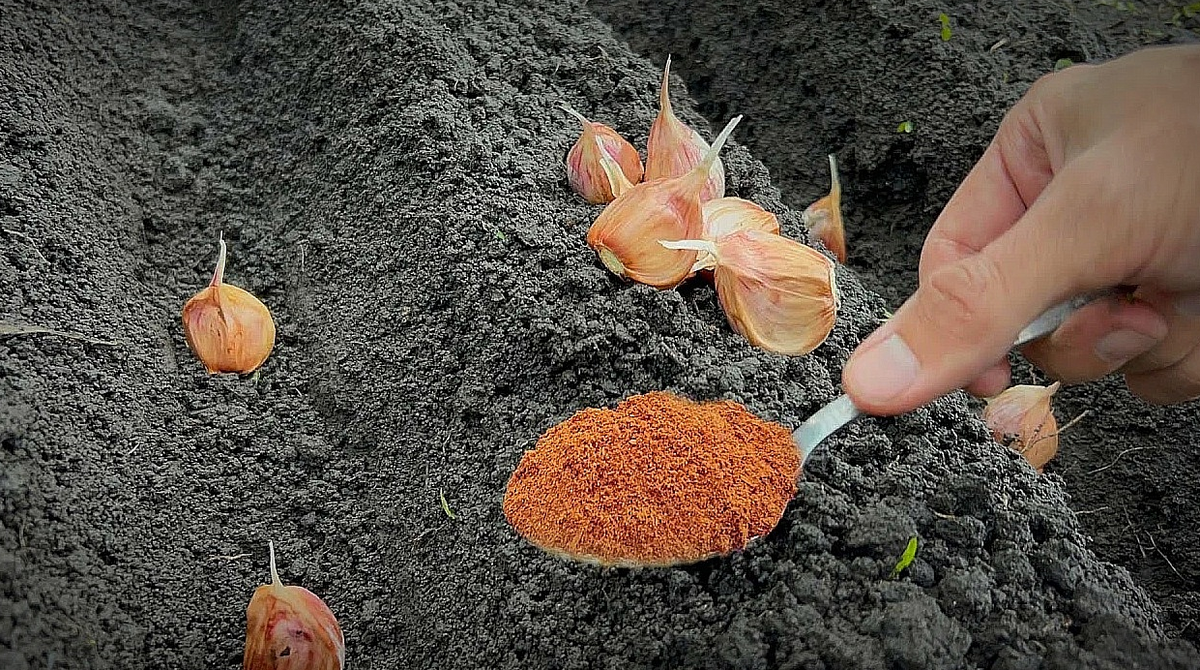 Посадка чеснока добавляем в лунку удобрения