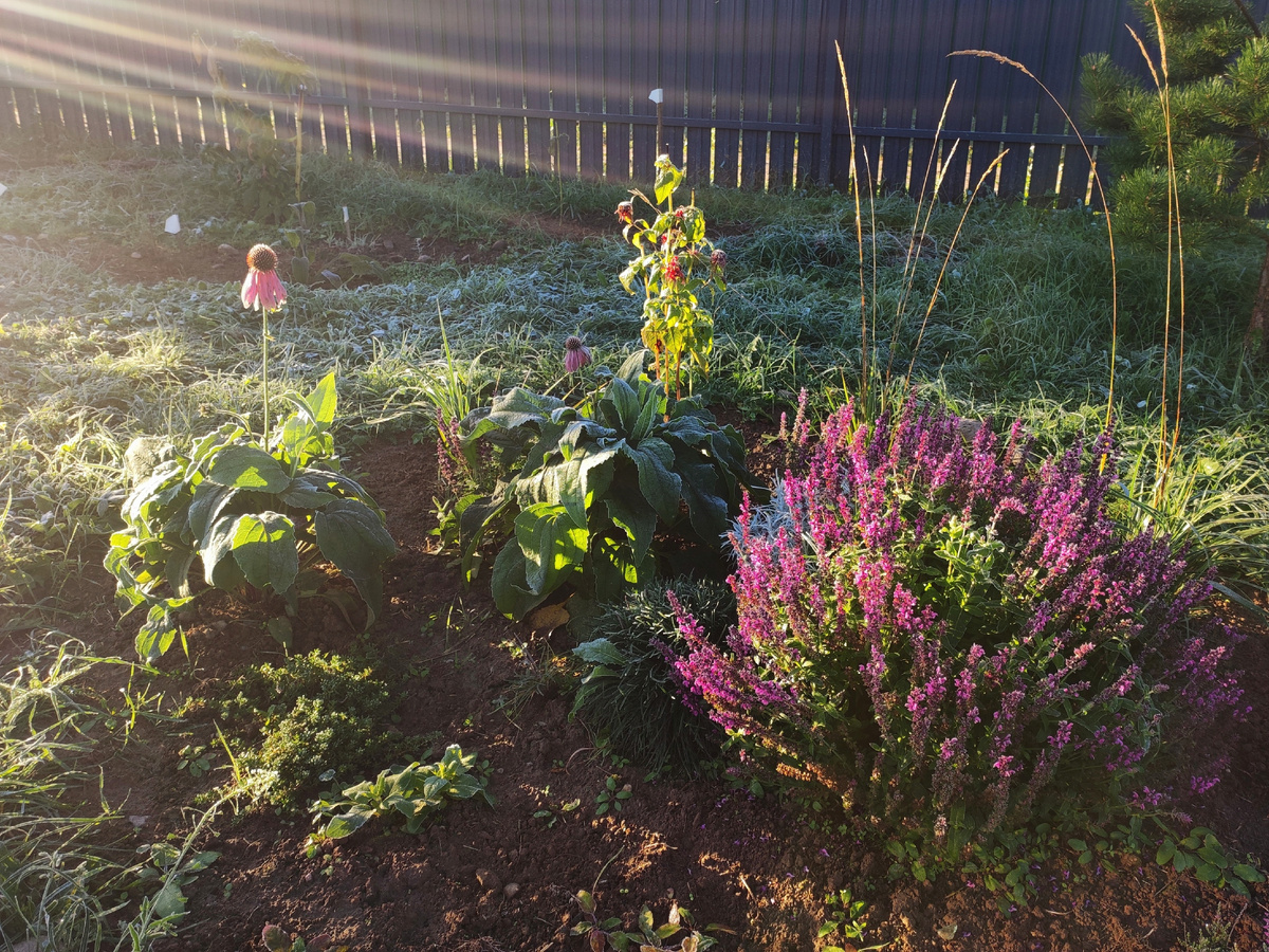 Октябрь 2024 г. Эхинацея, шалфей и вейник.