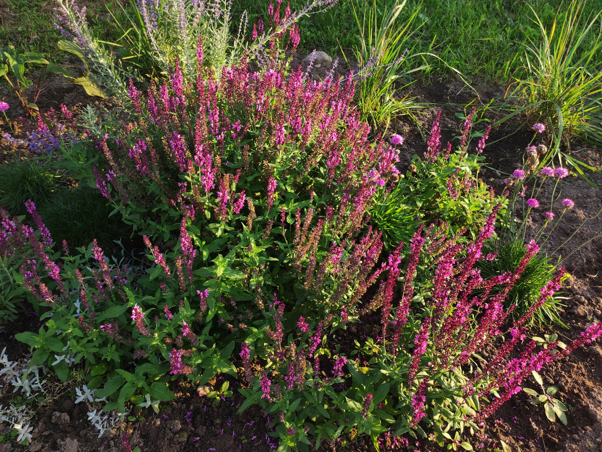 Самосев шалфея, август 2024 г.