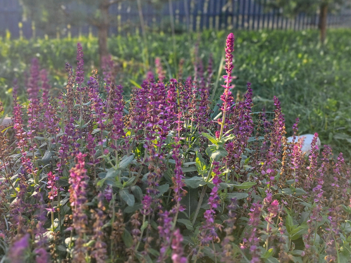 Отцветающий шалфей в конце октября.