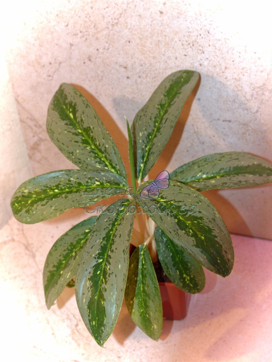 Аглаонема Роял Диамонд