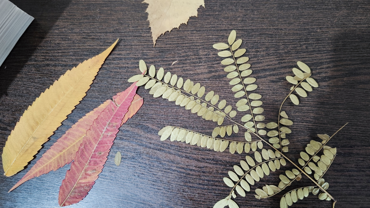 Наши листики