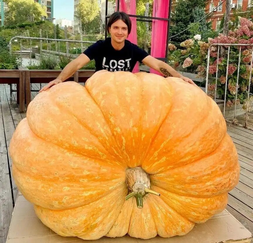 Самая большая тыква в России весом 871 кг (источник: Extreme Grower, ВК)