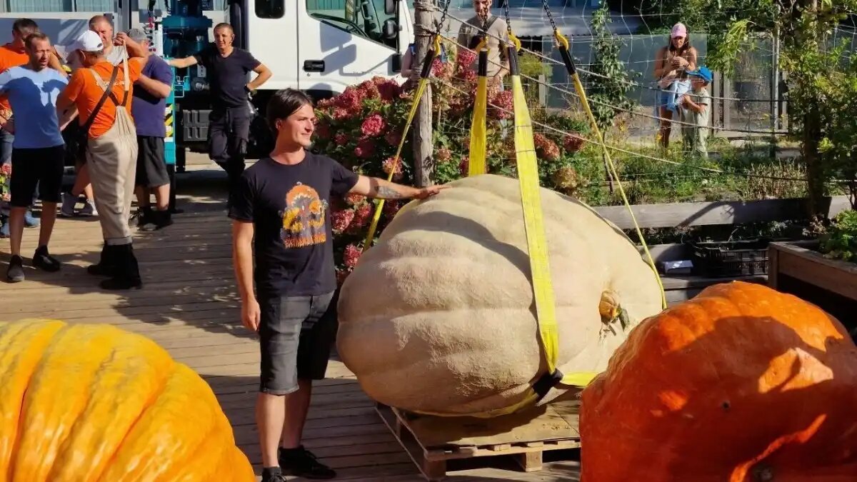 Фото:Extreme Grower, ВК Селекционер из Москвы вырастил гигантскую тыкву весом 817 кг