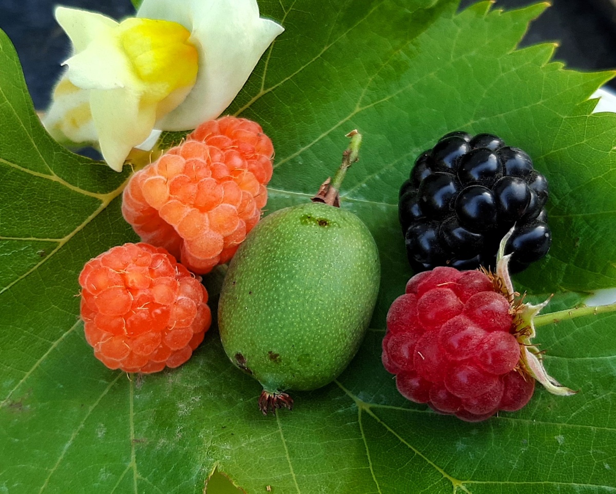 Осенние ягодки, 3 октября 2024 