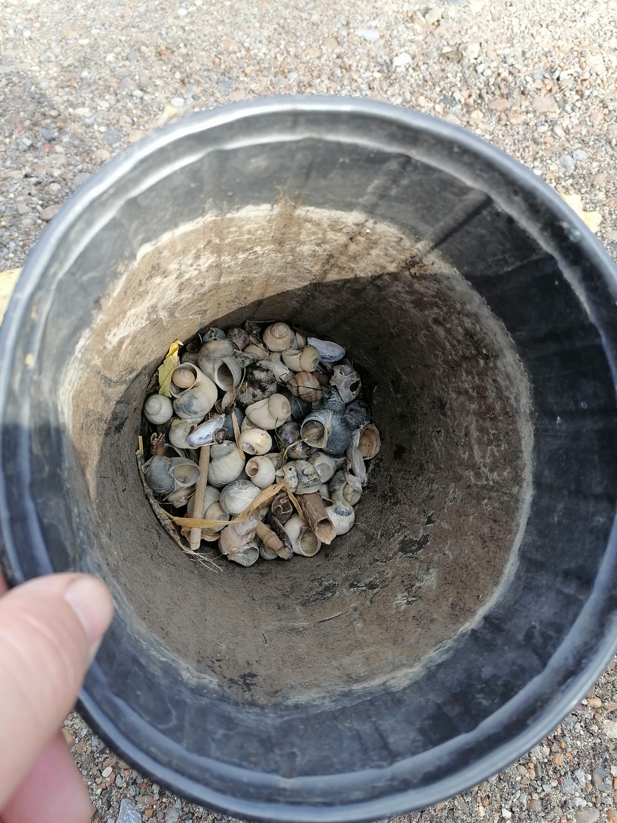 Ракушки надёжно закрывают дренажные отверстия и создают рыхлую подложку